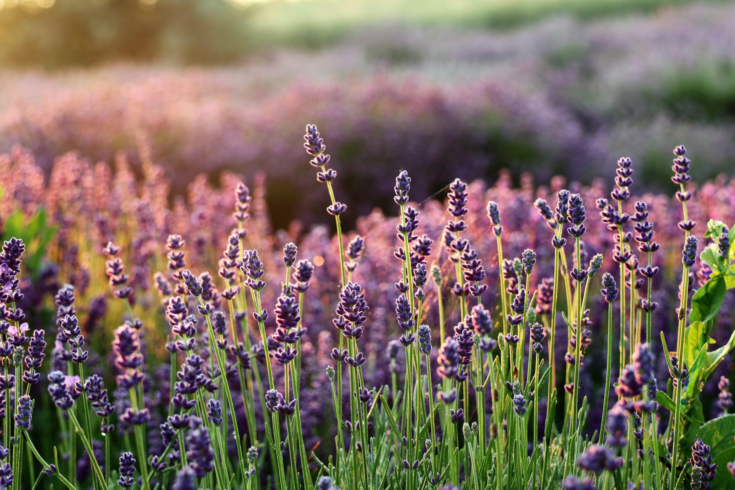 lavender-6398425